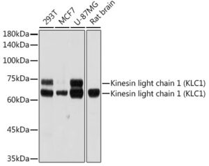 Kinesin light chain 1 (KLC1) Rabbit mAb