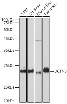 DCTN5 Rabbit mAb