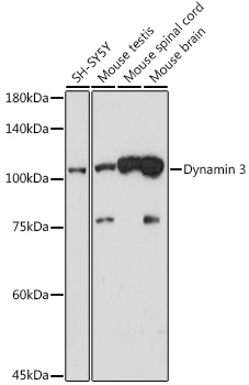 Dynamin 3 Rabbit mAb