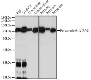 PAG1 Rabbit mAb