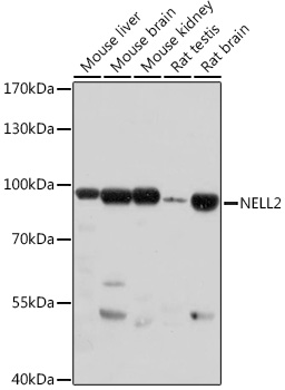 NELL2 Rabbit pAb