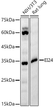 EI24 Rabbit pAb