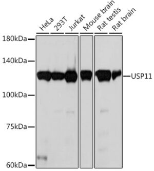 USP11 Rabbit mAb