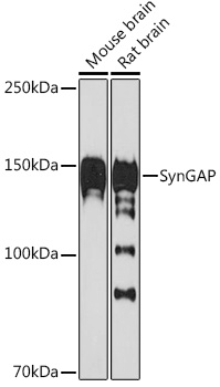 SynGAP Rabbit mAb