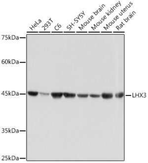 LHX3 Rabbit mAb