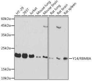 Y14/RBM8A Rabbit mAb