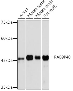 RAB9P40 Rabbit mAb