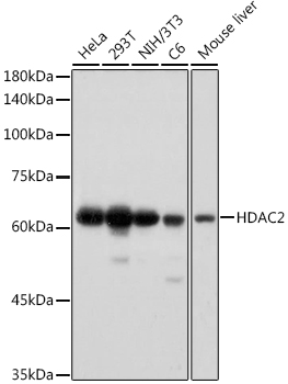 HDAC2 Rabbit mAb
