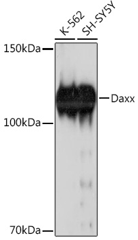 Daxx Rabbit mAb