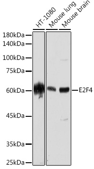 E2F4 Rabbit mAb