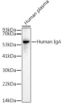 Human IgA Rabbit mAb