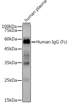 Human IgG Rabbit mAb