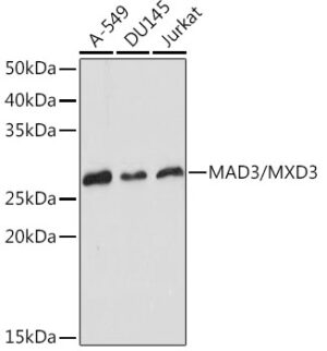 MAD3/MXD3 Rabbit mAb