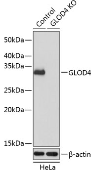 [KO Validated] GLOD4 Rabbit pAb
