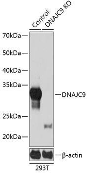 [KO Validated] DNAJC9 Rabbit pAb
