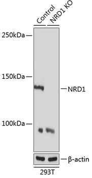 [KO Validated] NRD1 Rabbit pAb
