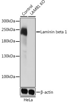 [KO Validated] Laminin beta 1 Rabbit pAb