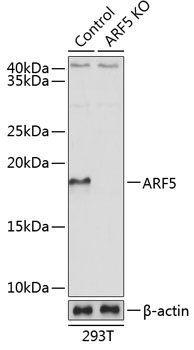 [KO Validated] ARF5 Rabbit pAb