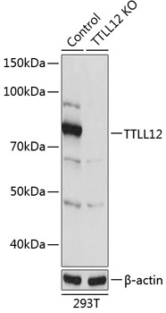 [KO Validated] TTLL12 Rabbit pAb
