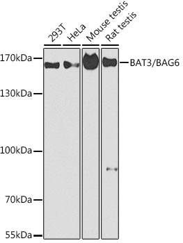 BAT3/BAG6 Rabbit pAb