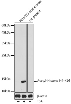 Acetyl-Histone H4-K16 Rabbit pAb