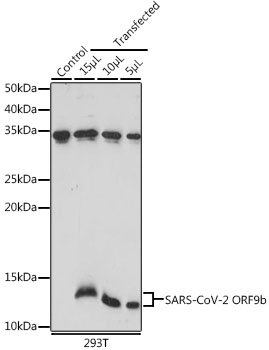 SARS-CoV-2 ORF9b Rabbit pAb