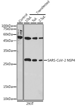 SARS-CoV-2 NSP4 Rabbit pAb