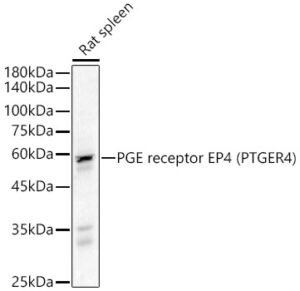 PGE receptor EP4 (PTGER4) Rabbit pAb