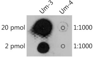 2'-O-methyluridine(Um) Rabbit pAb