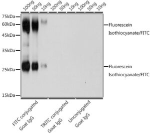 Fluorescein Isothiocyanate/FITC Rabbit pAb