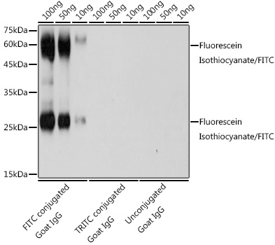 Fluorescein Isothiocyanate/FITC Rabbit pAb