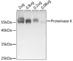 Proteinase K Rabbit pAb