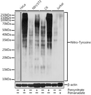 Nitro-Tyrosine Rabbit pAb