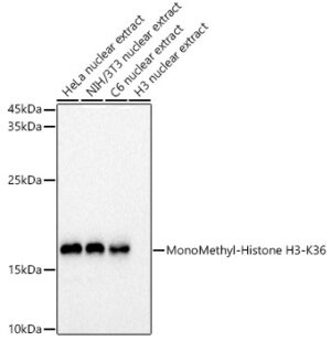MonoMethyl-Histone H3-K36 Rabbit pAb