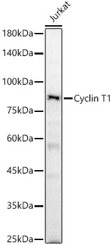 Cyclin T1 Rabbit pAb