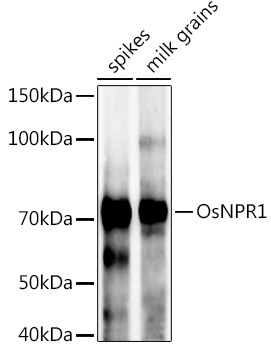 OsNPR1 Rabbit pAb