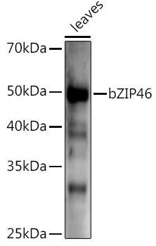 bZIP46 Rabbit pAb