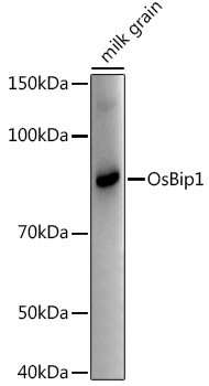 OsBip1 Rabbit pAb