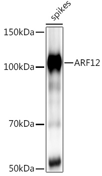 ARF12 Rabbit pAb