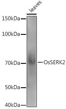 OsSERK2 Rabbit pAb