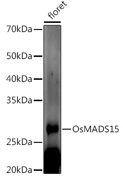 OsMADS15 Rabbit pAb