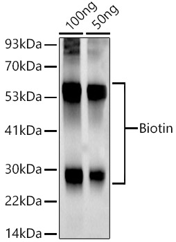 Biotin Rabbit mAb