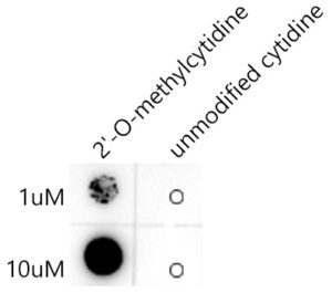 2'-O-methylcytidine/ Cm Rabbit mAb