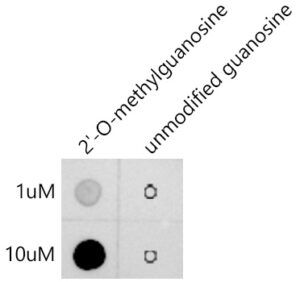 2'-O-Methylguanosine(Gm) Rabbit mAb