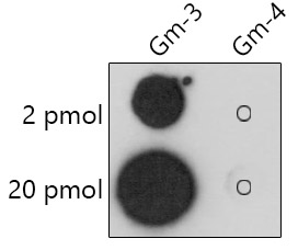 2'-O-Methylguanosine(Gm) Rabbit pAb