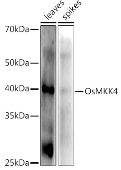 OsMKK4 Rabbit pAb