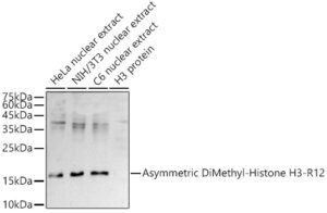 Asymmetric DiMethyl-Histone H3-R2 Rabbit pAb
