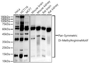 Pan-Symmetric Di-Methyl Arginine Motif Rabbit mAb