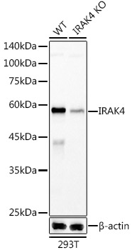 [KD Validated] IRAK4 Rabbit mAb