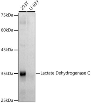 Lactate Dehydrogenase C Rabbit mAb
